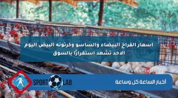 أسعار الفراخ البيضاء والساسو وكرتونة البيض اليوم الأحد تشهد استقرارًا بالسوق